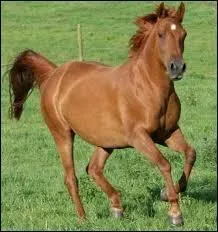 Ce cheval a-t-il une balzane ?