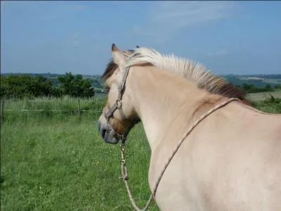 Quelles sont les 3 allures du cheval ?