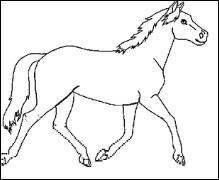 Quiz Galop 1