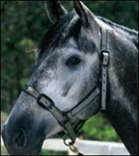 Quel est ce cheval ?