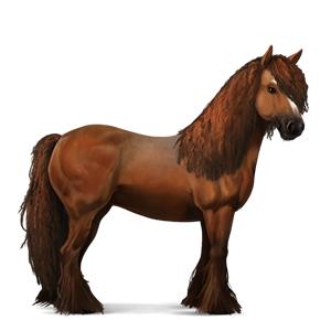 Quiz Equideow