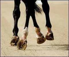 Quelle est la vraie disipline ?