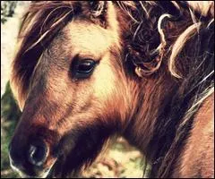 Comment s'appelle la partie du derrire du cheval ?