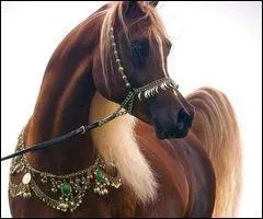 Coche deux robes aux crins et extrmits noirs.