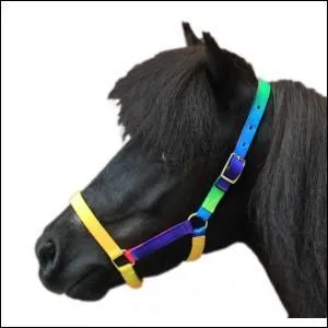 Quelle partie n'est pas sur le licol ?