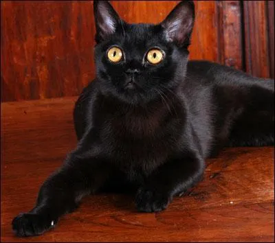 De quelle race est ce chat ?