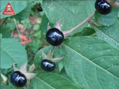 Connaissez-vous ces baies de la famille des solanaces, trs toxiques, voire mortelles, associes autrefois  la magie noire et auxquelles on donne beaucoup de noms :  bouton noir ,  cerise du diable , etc ... ?