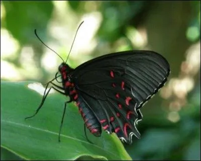 Que signifie  chasser les papillons noirs  ?