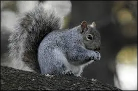 Quel est cet cureuil ?
