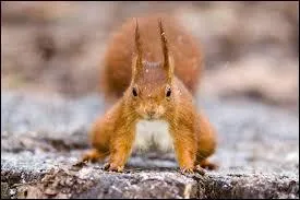 Quel est cet cureuil ?