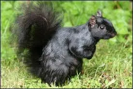 Quel est cet cureuil ?