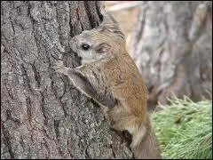 Quel est cet cureuil ?