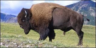 Ce gros bovid d'Amrique du Nord fut chass au cours des sicles derniers qui ont vu disparatre 3 millions d'individus.