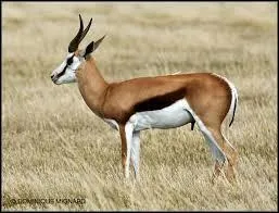 Lorsqu'il a peur, il dclenche l'alerte gnrale en faisant des bonds sur place, pattes raidies, et retombe au sol sur ses 4 pieds en mme temps.