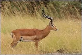 Cette petite antilope est trs agile. Elle peut courir trs vite et sauter fort haut pour chapper  un prdateur.