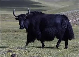 Rares  l'tat sauvage, ces animaux domestiques robustes, courant en Asie, vivent dans les steppes glaces des hautes altitudes.