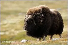 Il ne vit que dans les rgions arctiques. Quand le troupeau est effray par un prdateur, ils se placent tous en cercle de dfense, les jeunes placs au milieu.