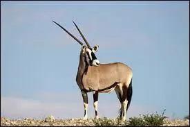 Il a des cornes dresses et anneles, pouvant atteindre 1, 50 m de long.