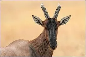 Ses cornes ont la forme d'un L. Elles sont anneles et pointent vers l'arrire.