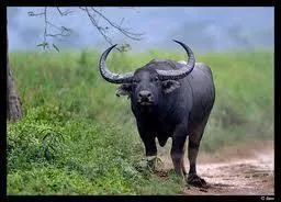 Il a les plus grandes cornes du groupe (prs de 2 m d'envergure).