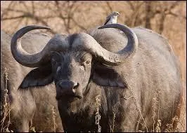 C'est le plus gros bovid d'Afrique.