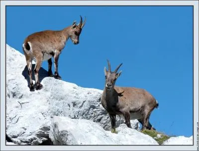 Qui est maman bouquetin ?