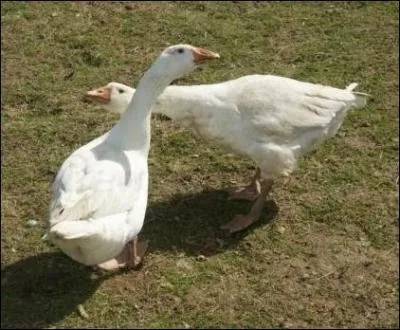 Monsieur jars vient de convoler. Avec qui ?