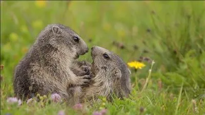 Comment s'appelle la femelle du rat ?