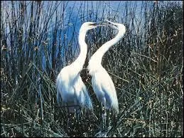 Monsieur hron vient de s'unir en tendresse. Avec qui ?