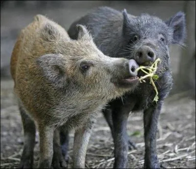 Qui est maman sanglier ?