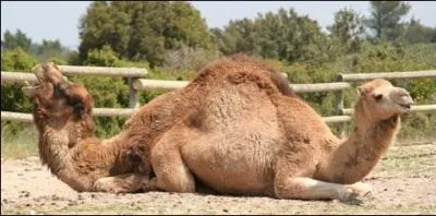 Monsieur Dromadaire vient de convoler. Avec qui ?