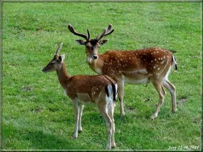 Comment s'appelle la chrie du daim ?