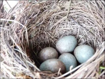 Qui est la tendre pouse du merle ?