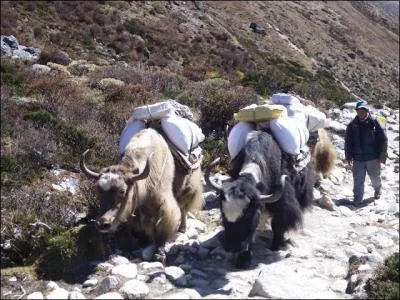 Monsieur yack est trs amoureux. Quel est le nom de sa promise ?