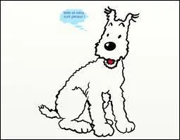 Commet se nomme le chien de Tintin ?
