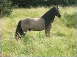 Quelle est cette race ?