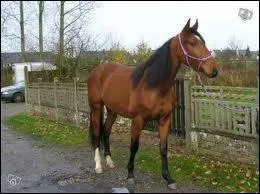 Quelle est cette race ?