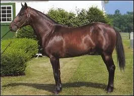 Quelle est cette race ?