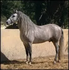 Quelle est cette race ?