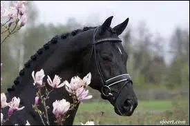 Quelle est cette race ?