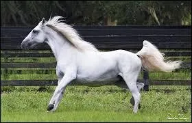 Quelle est cette race ?