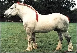 Quelle est cette race ?