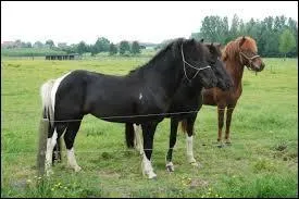 Quelle est cette race ?