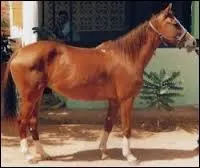 Quelle est cette race ?