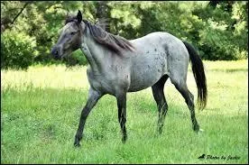 Quelle est cette race ?