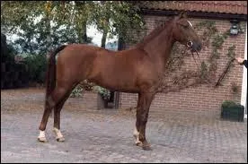 Quelle est cette race ?