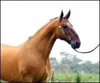 Quelle est cette race ?