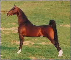 Quelle est cette race ?