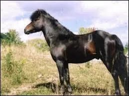 Quelle est cette race ?