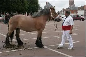 Quelle est cette race ?